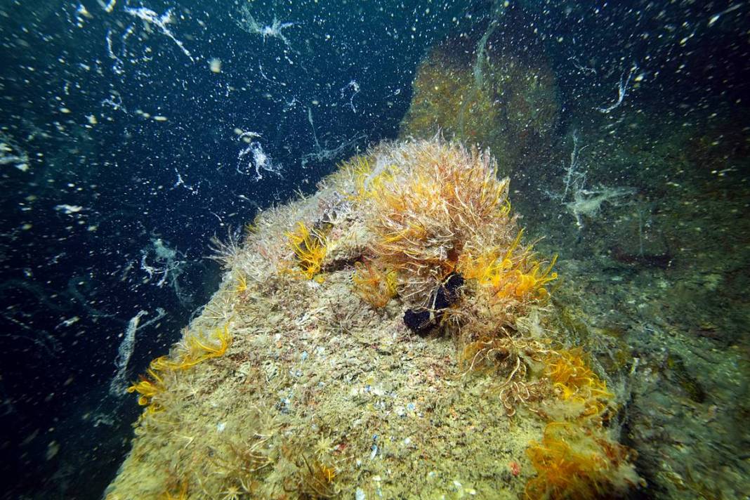 Marmara'da depremden sonra en büyük felaket sinsi sinsi gerçekleşiyor! Hiç kimse farkında değil, böyle görüntülendi 5